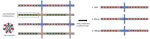 S-SYNC: Shuttle and Swap Co-Optimization in Quantum Charge-Coupled Devices